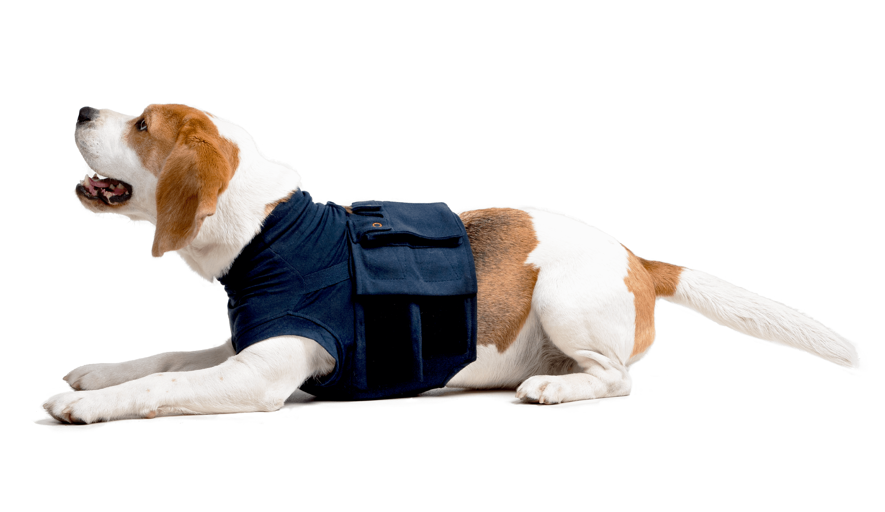 medical pet shirt hind leg