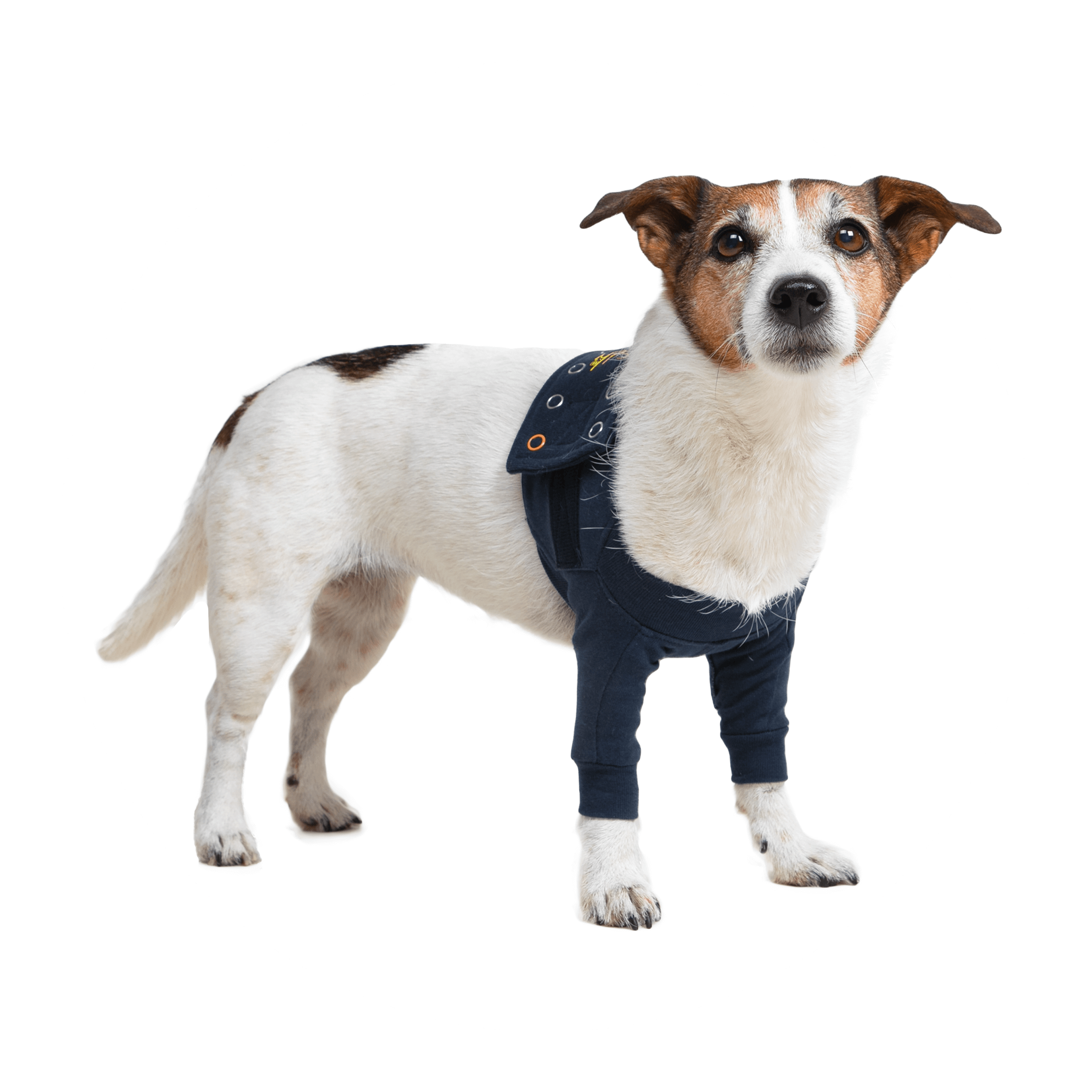 medical pet shirt hind leg