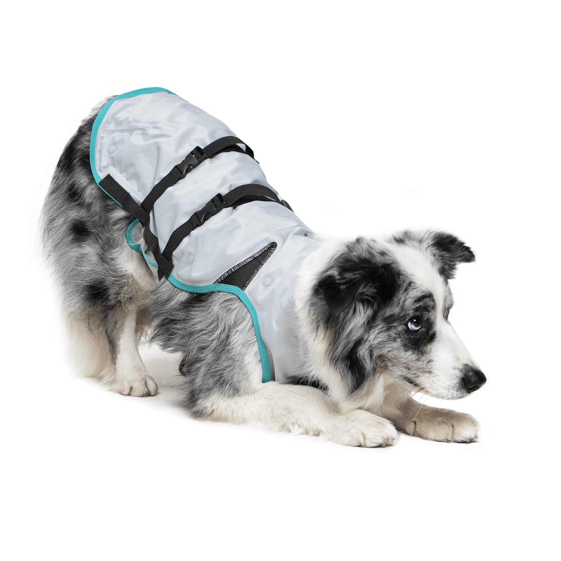 instructeur Welke kern DRY® COOLING VEST - Medical Pet Shirts - Koelsysteem voor honden