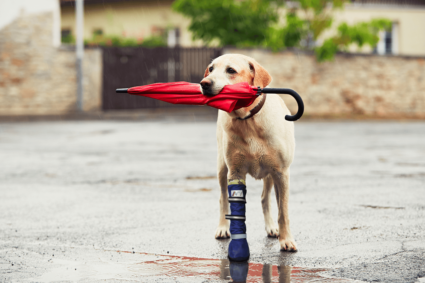 medical pet shirt boot