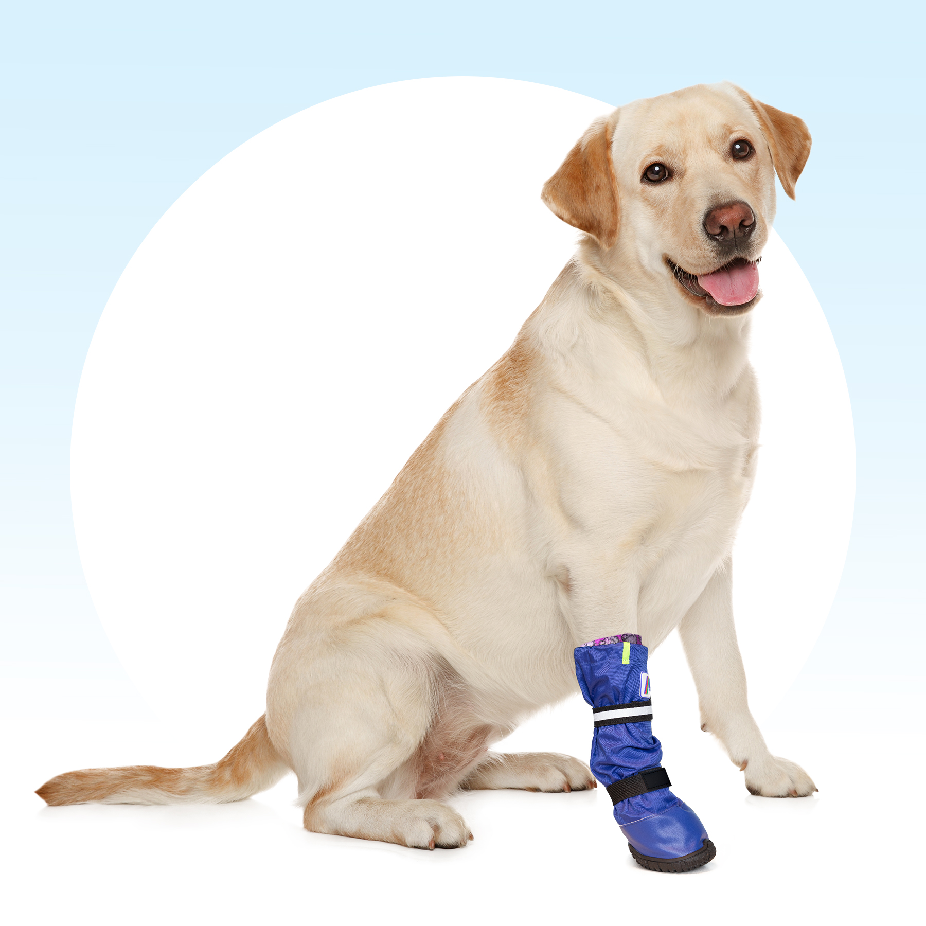 Noodlottig Actief Petulance MPS-MEDICAL PETS BOOT® DOG - Medical Pet Shirts