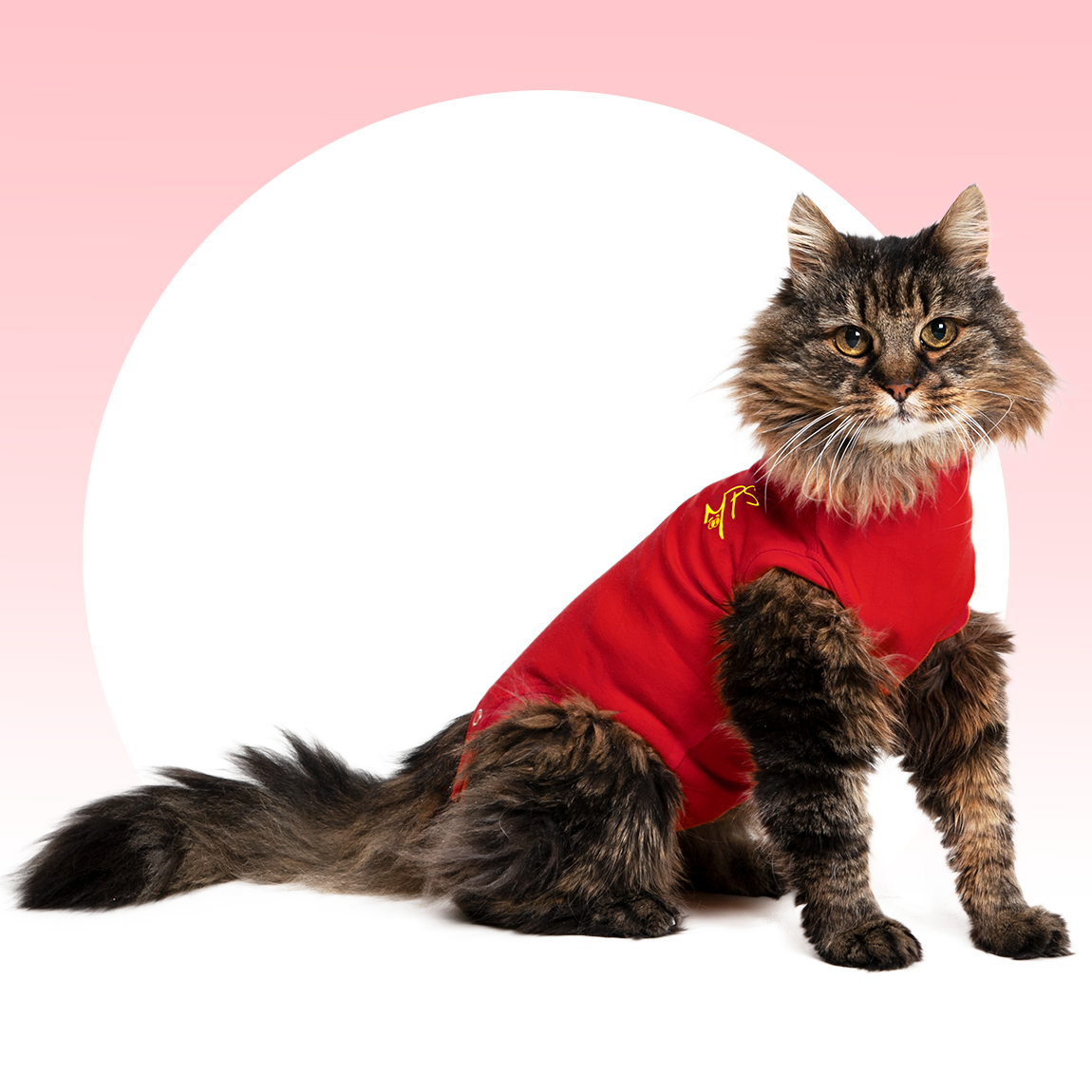 Instructional video Medical Pet Shirt® Cat on Vimeo