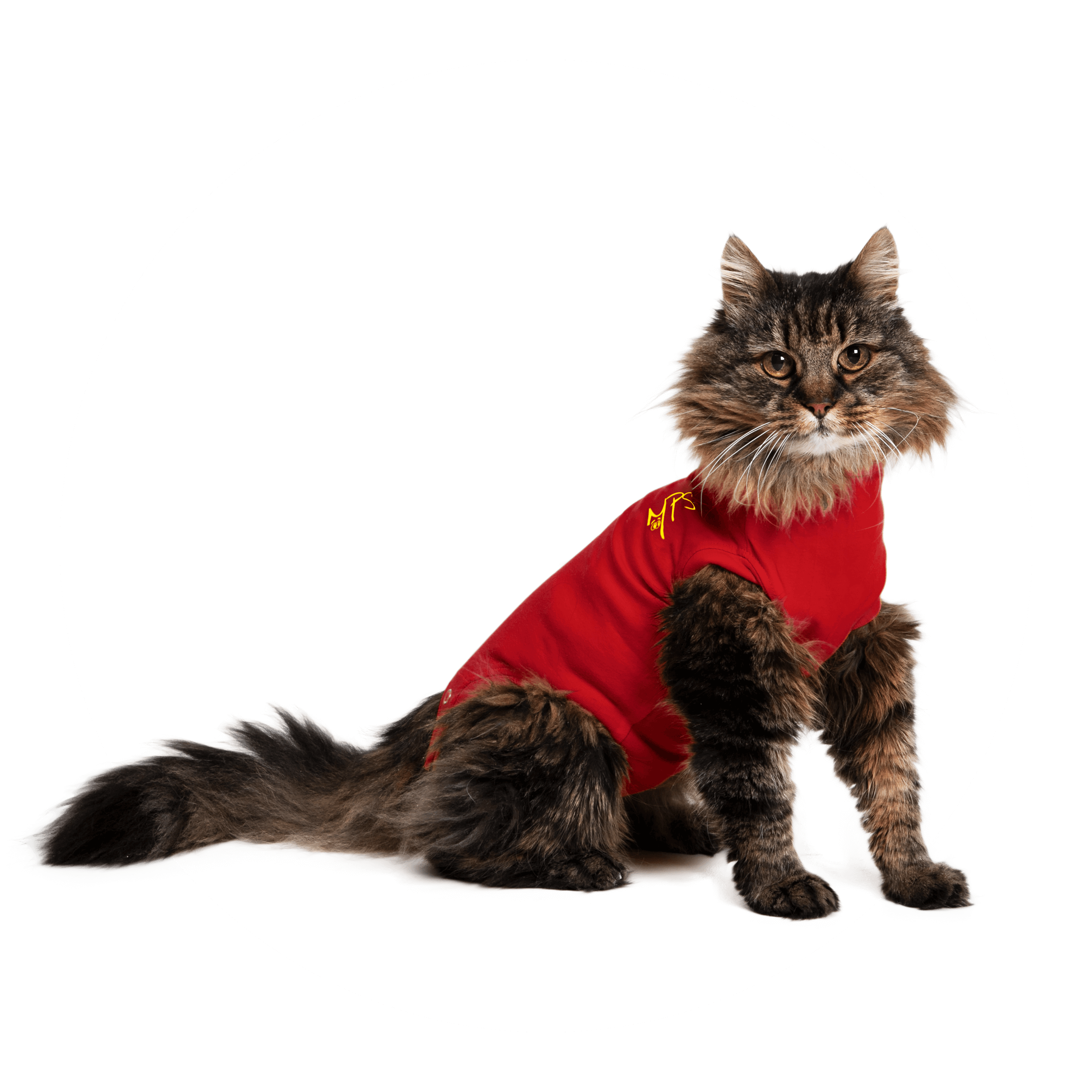 Medical Pet Shirts are great for cats after their spay operation