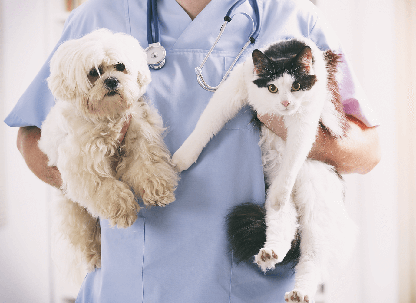 NEUTERING AFTERCARE. - Medical Pet Shirts