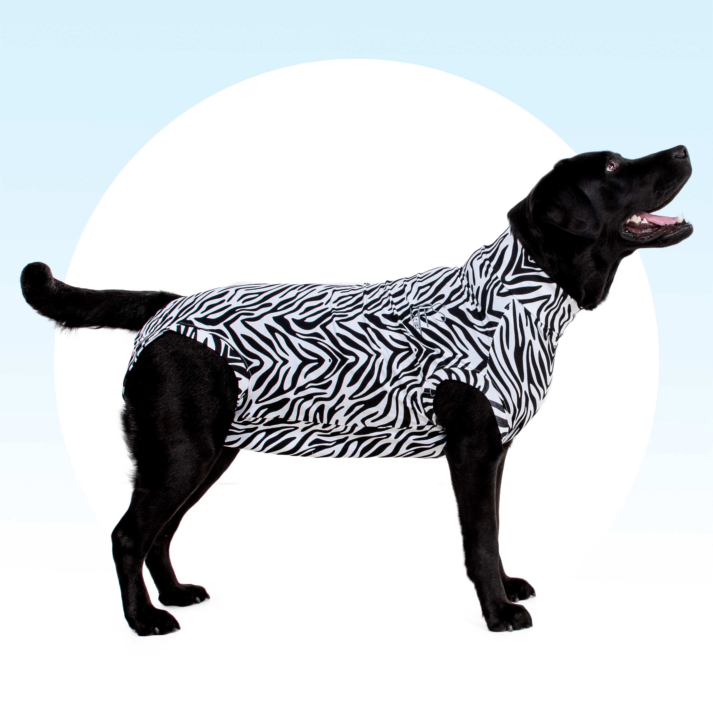 medical t shirts for dogs