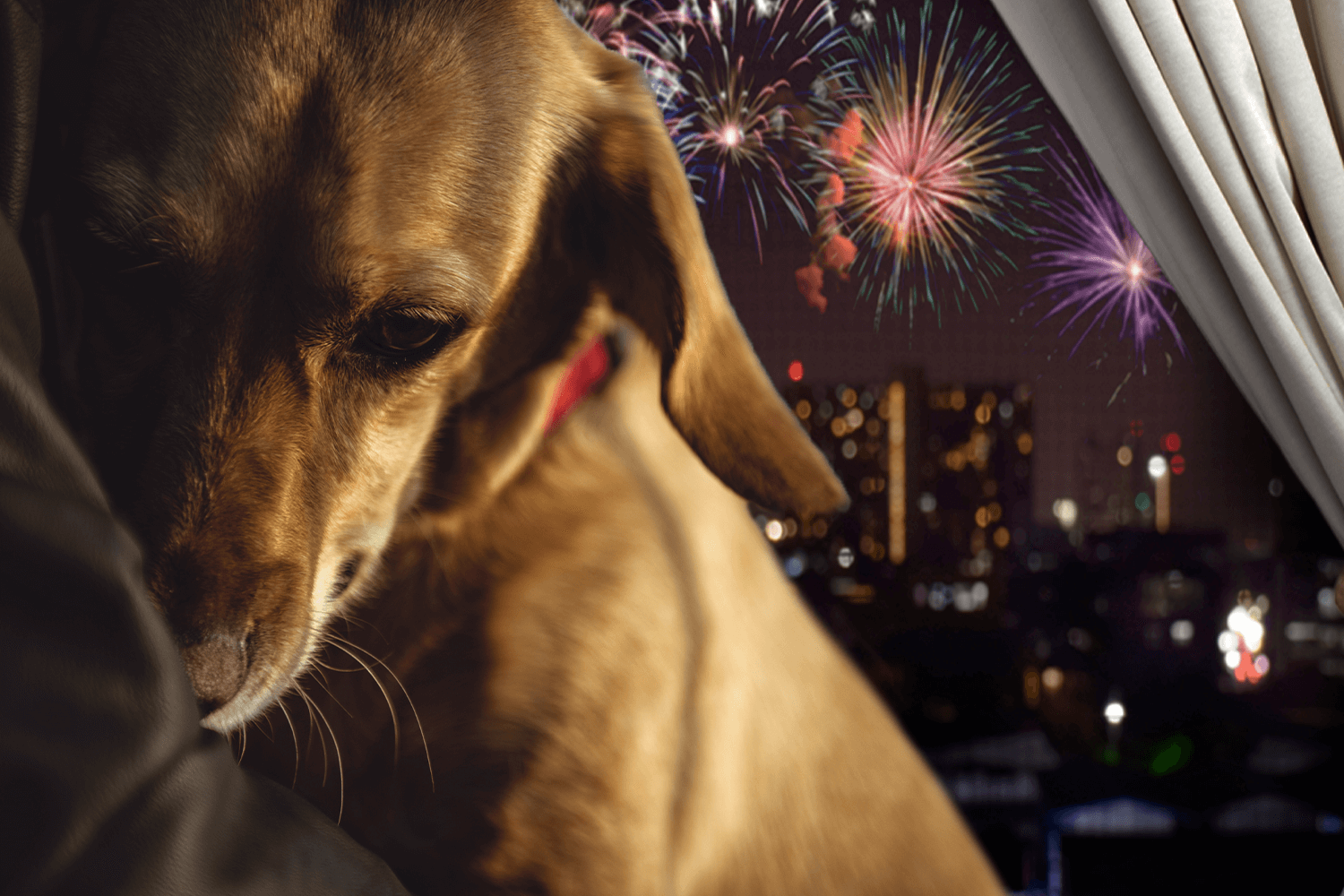 BYE BYE FEAR OF FIREWORKS! - Medical Pet Shirts