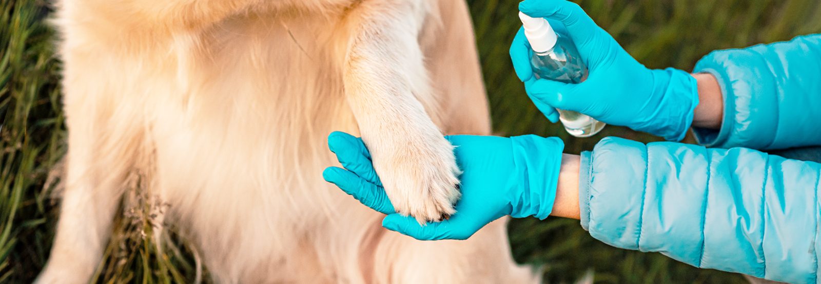 How to Stop a Dog's Nail From Bleeding – Petsmont