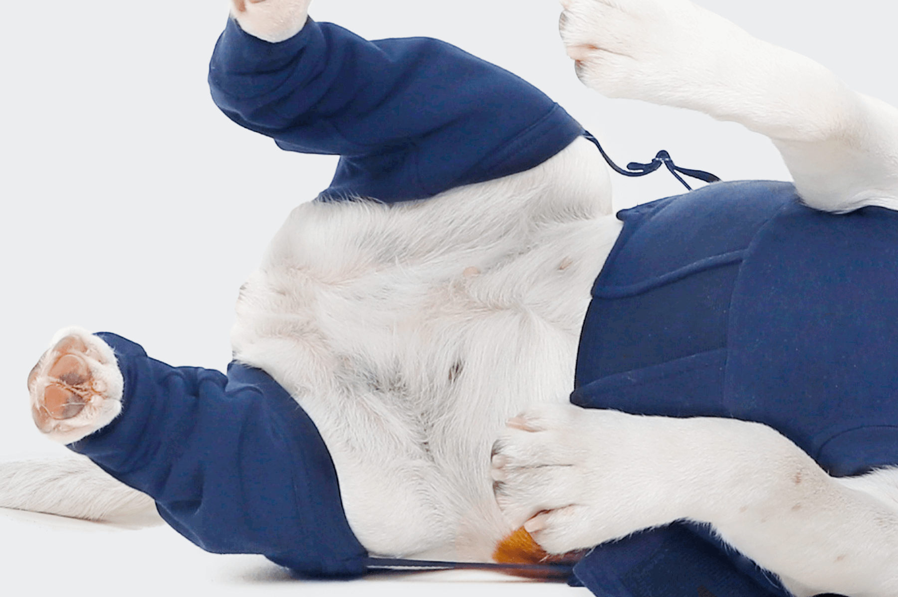 medical pet shirt hind leg
