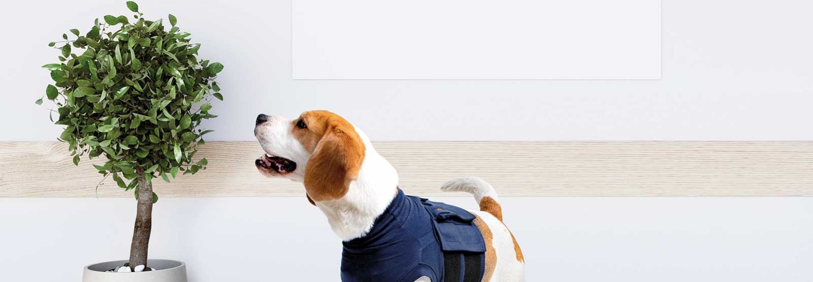 medical pet shirt hind leg