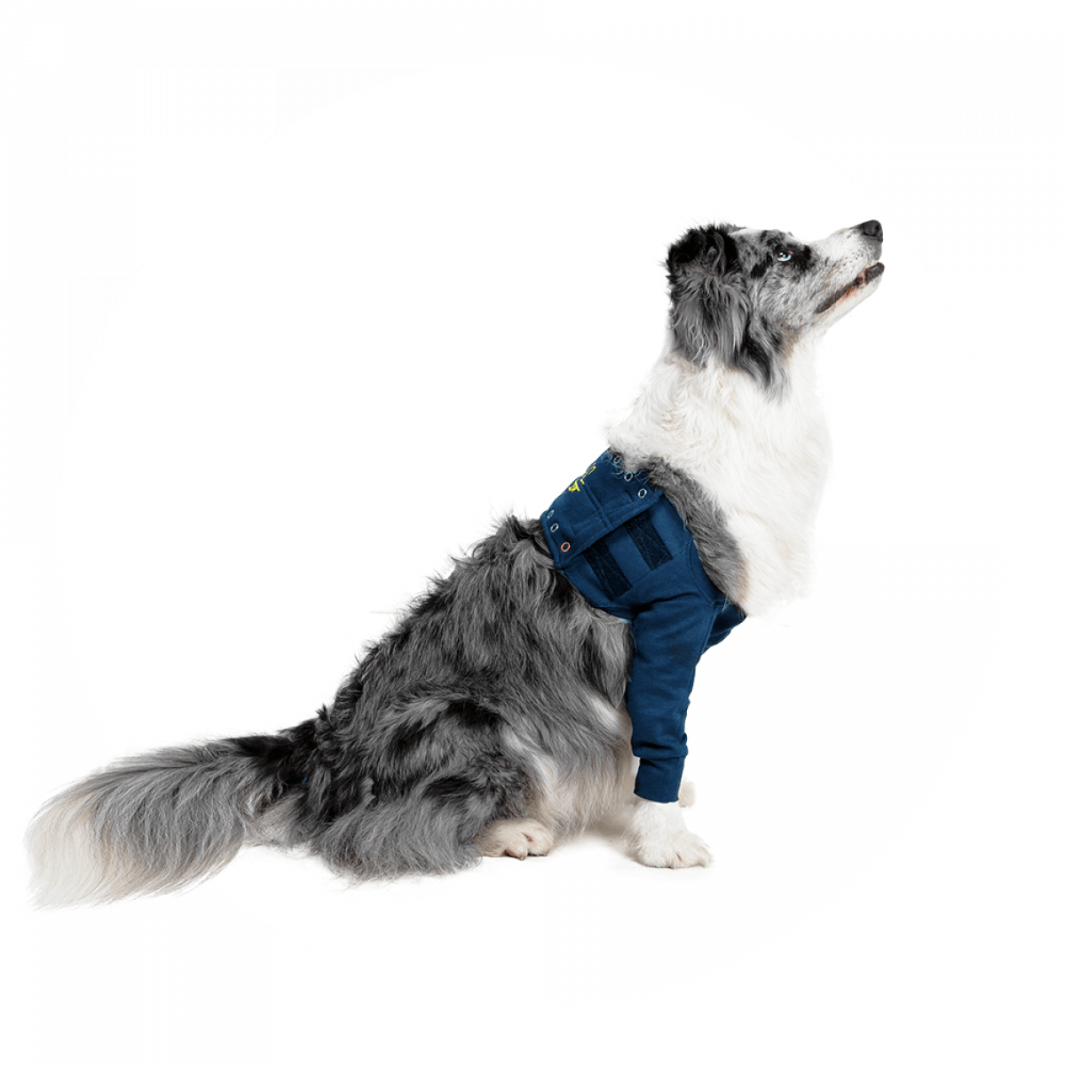 Medical Pet Shirt Shirt Front Leg TAZ Dog Blue 