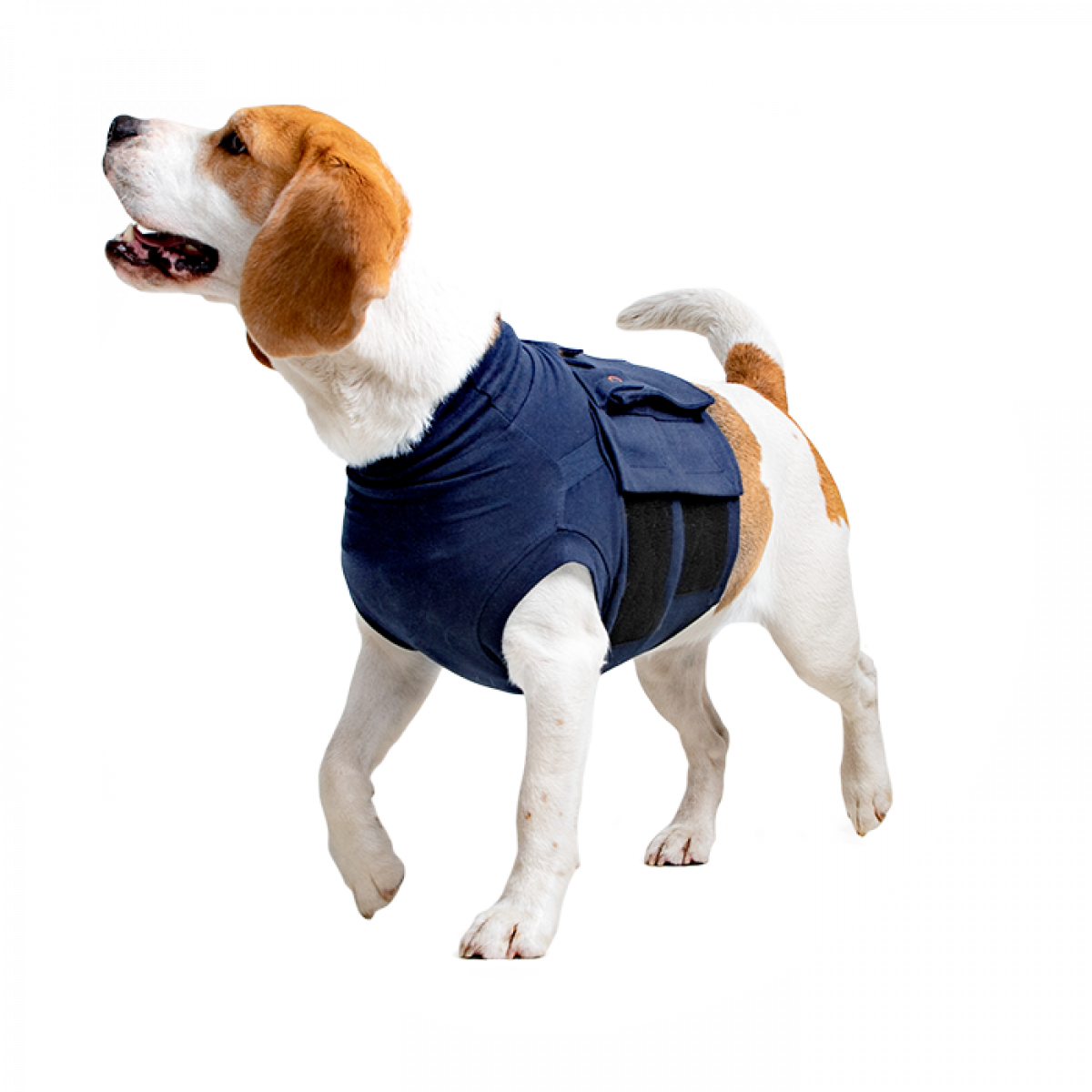 How to measure your dog for the MPS-Medical Pet Shirt®? by Medical Pet  Shirts on Vimeo
