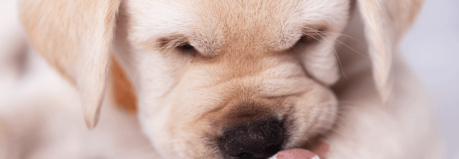 When Your Dog Can't Stop Licking His Legs - TuftsYourDog