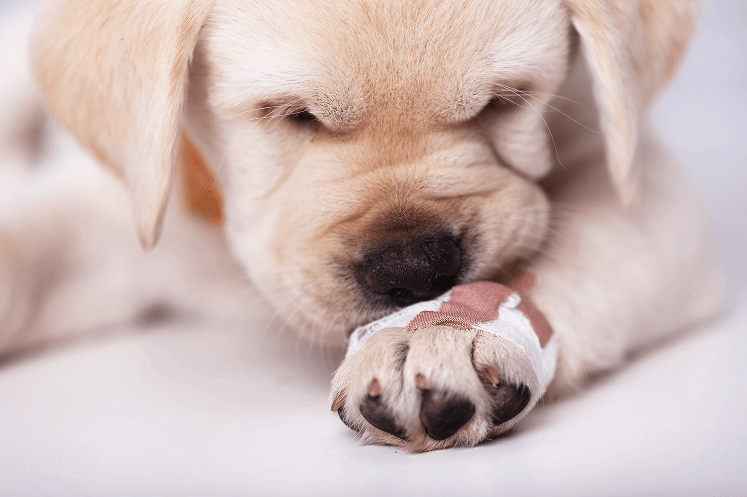 Dog licks front legs after eating