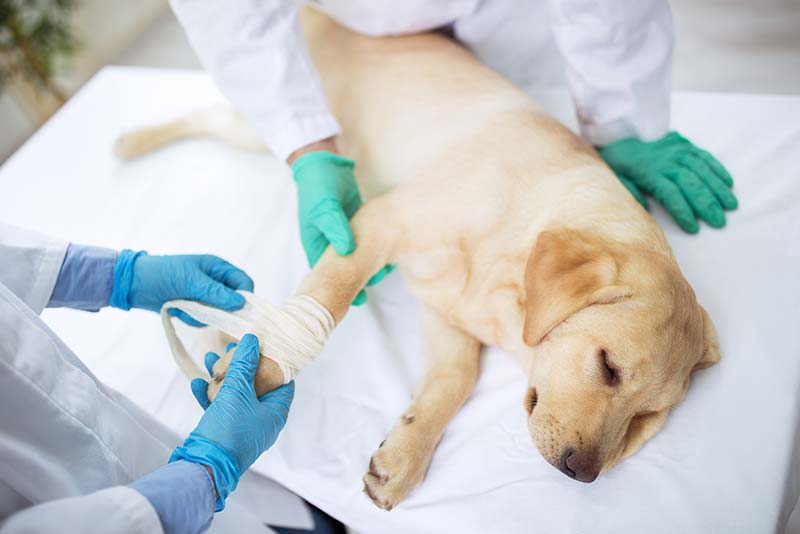 MPS-Medical Pet Shirt Chien  Comment enfiler sur votre chien ? 